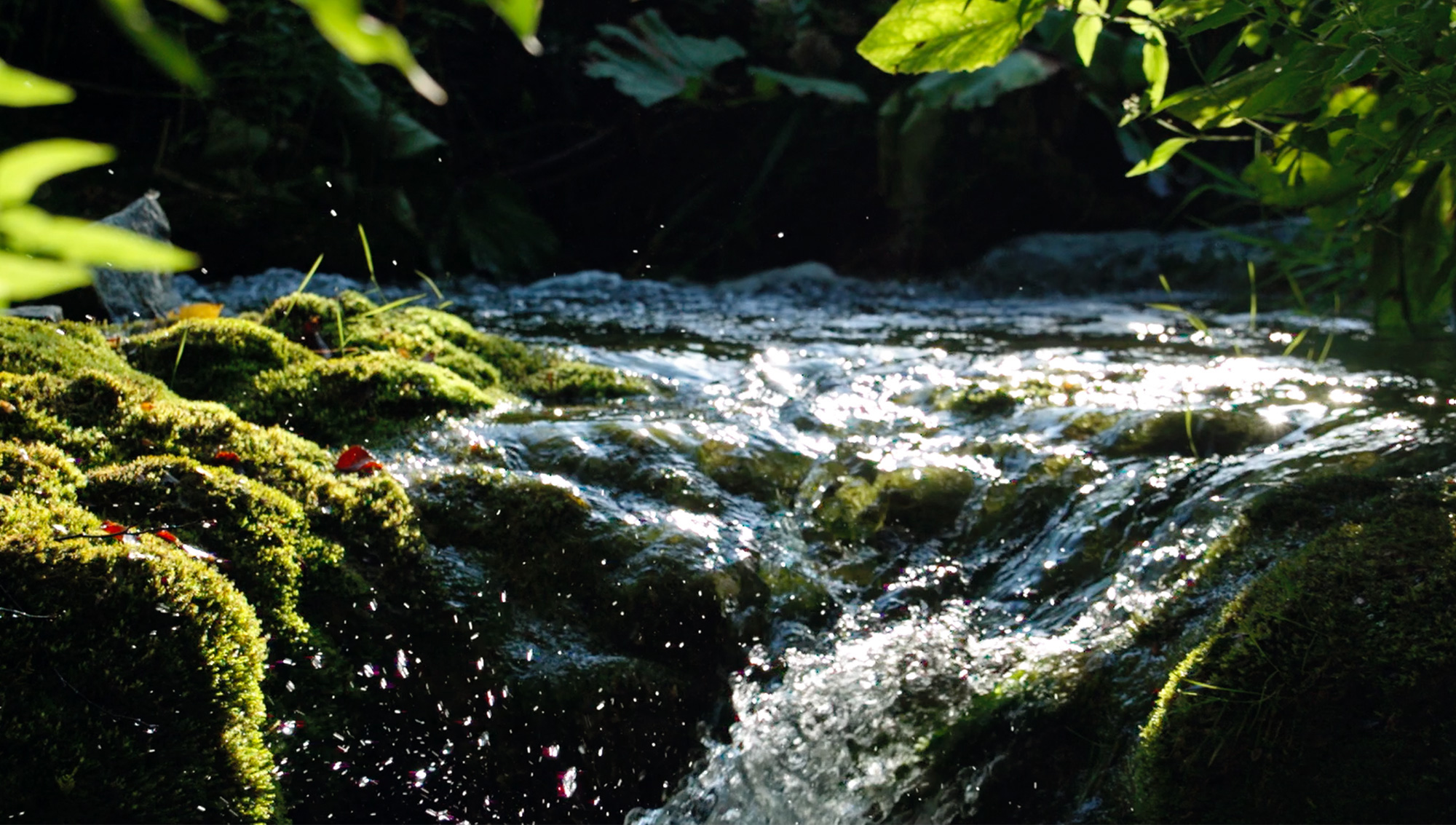 Lebensfluss